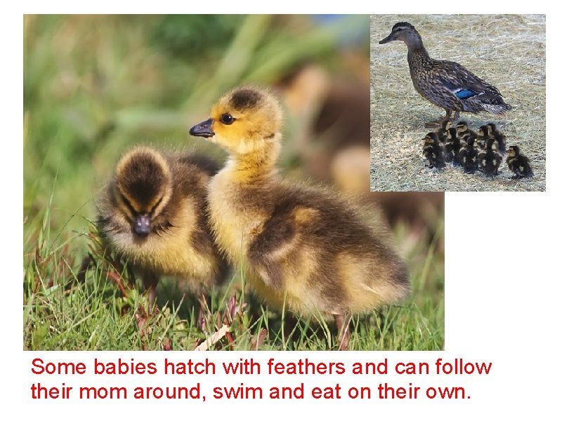 Some babies hatch with feathers and can follow their mom around, swim and eat