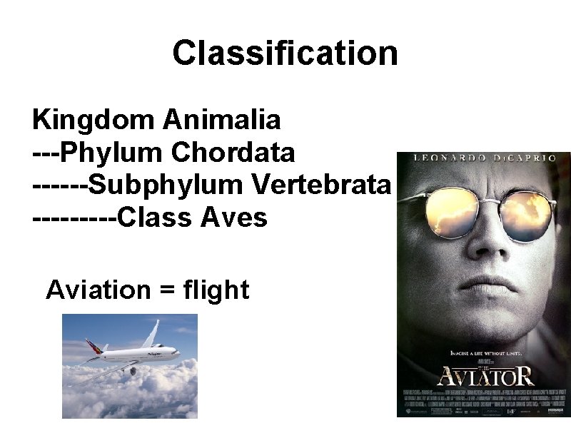 Classification Kingdom Animalia ---Phylum Chordata ------Subphylum Vertebrata -----Class Aves Aviation = flight 