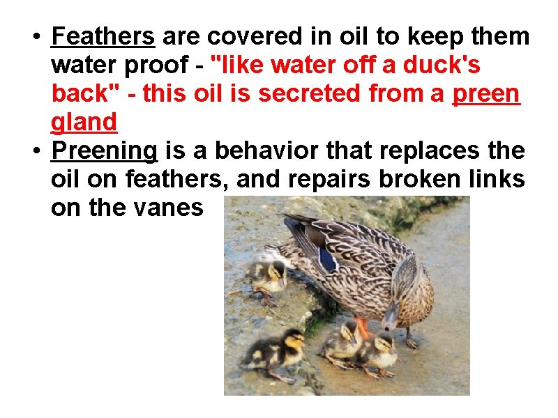  • Feathers are covered in oil to keep them water proof - "like