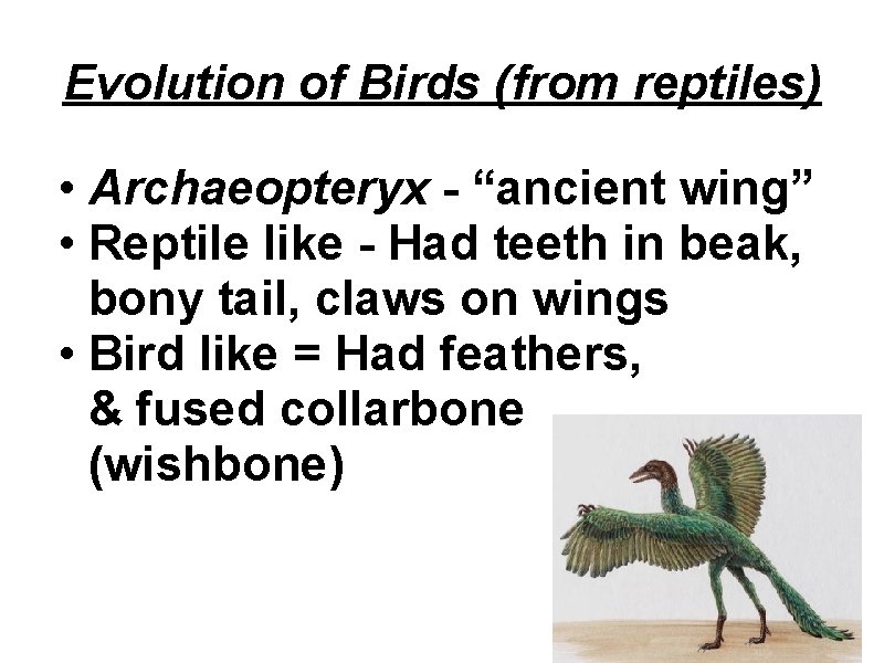 Evolution of Birds (from reptiles) • Archaeopteryx - “ancient wing” • Reptile like -