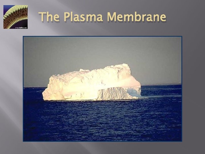 The Plasma Membrane 