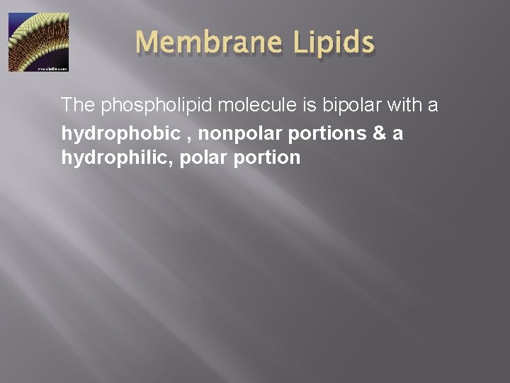 Membrane Lipids The phospholipid molecule is bipolar with a hydrophobic , nonpolar portions &