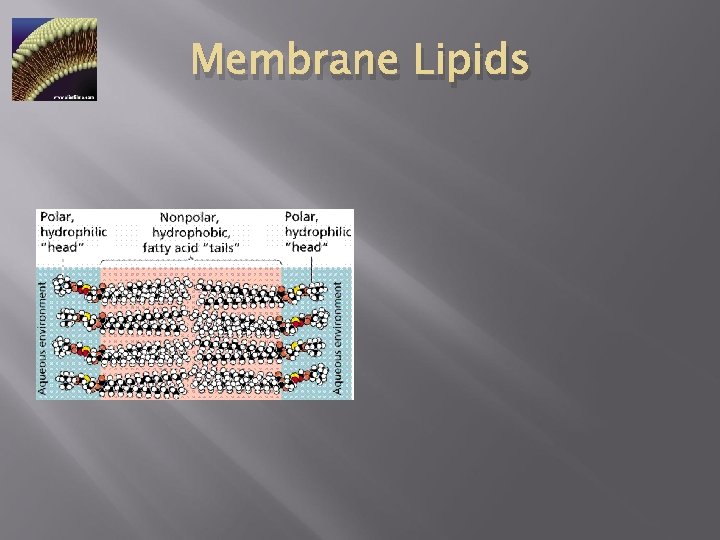 Membrane Lipids 