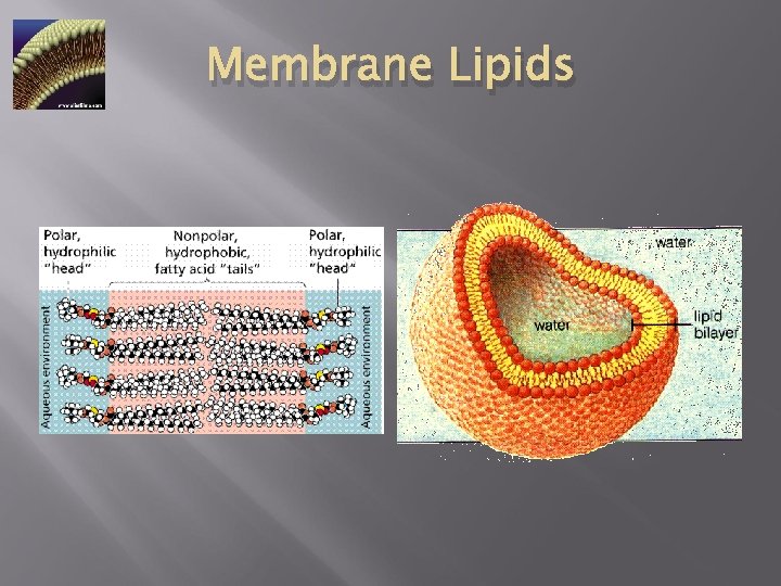 Membrane Lipids 