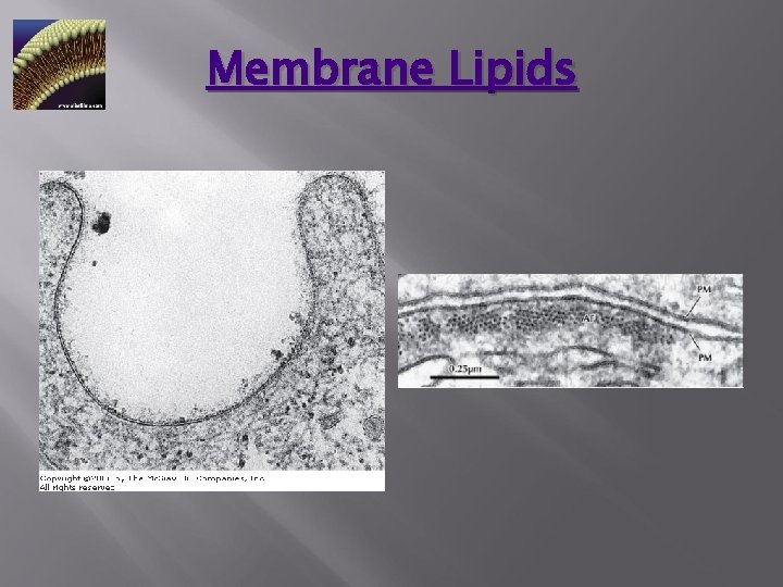 Membrane Lipids 