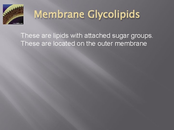 Membrane Glycolipids These are lipids with attached sugar groups. These are located on the