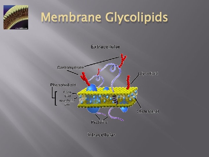 Membrane Glycolipids 