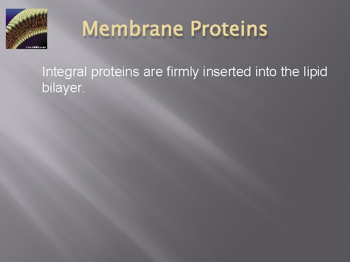 Membrane Proteins Integral proteins are firmly inserted into the lipid bilayer. 