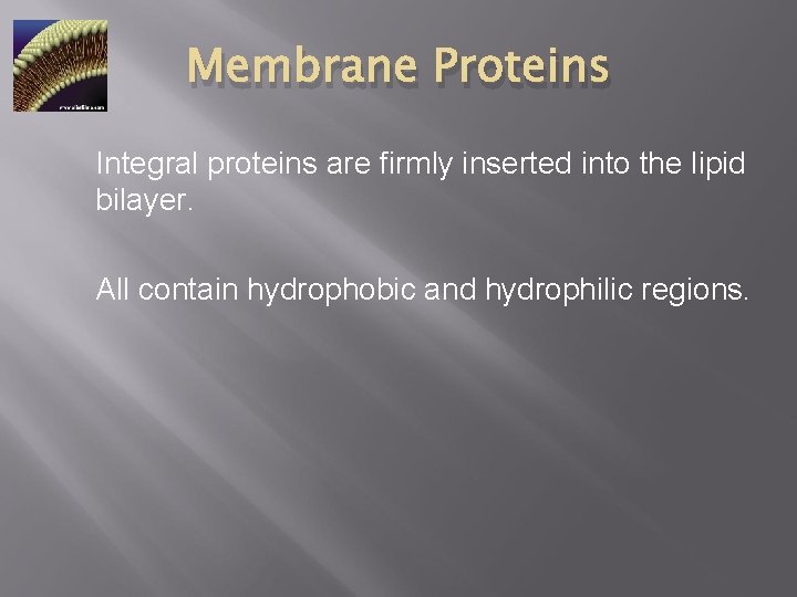Membrane Proteins Integral proteins are firmly inserted into the lipid bilayer. All contain hydrophobic