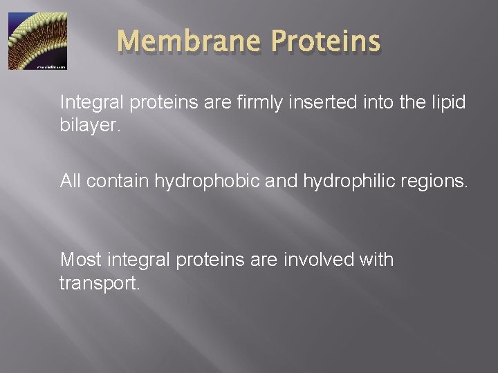 Membrane Proteins Integral proteins are firmly inserted into the lipid bilayer. All contain hydrophobic