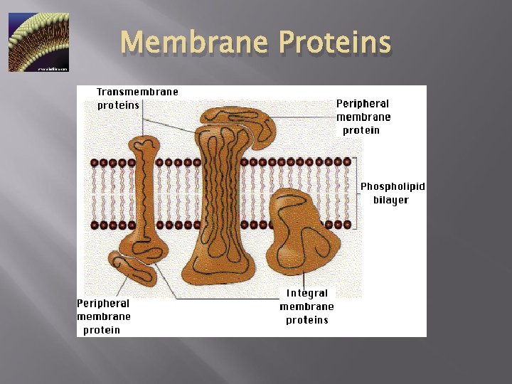 Membrane Proteins 