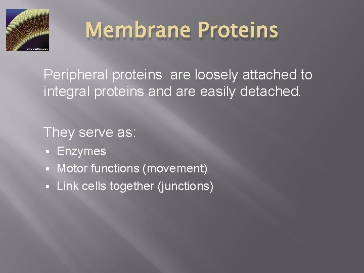 Membrane Proteins Peripheral proteins are loosely attached to integral proteins and are easily detached.