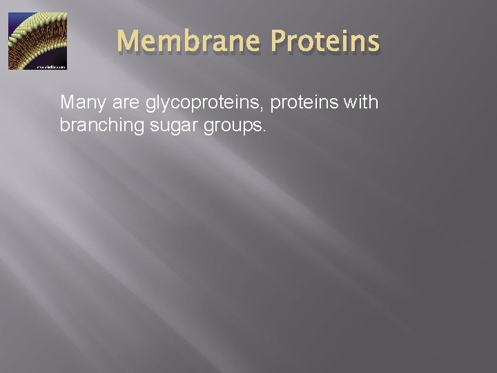 Membrane Proteins Many are glycoproteins, proteins with branching sugar groups. 
