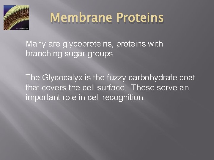 Membrane Proteins Many are glycoproteins, proteins with branching sugar groups. The Glycocalyx is the
