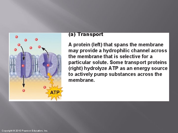 (a) Transport A protein (left) that spans the membrane may provide a hydrophilic channel