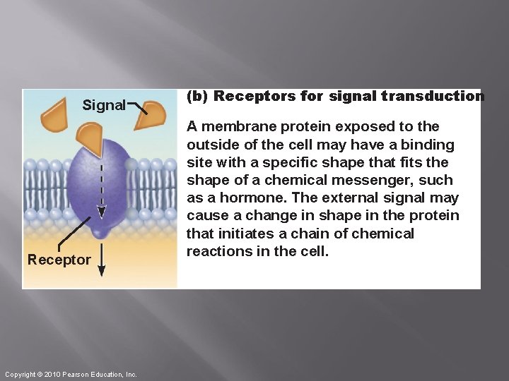 Signal Receptor Copyright © 2010 Pearson Education, Inc. (b) Receptors for signal transduction A