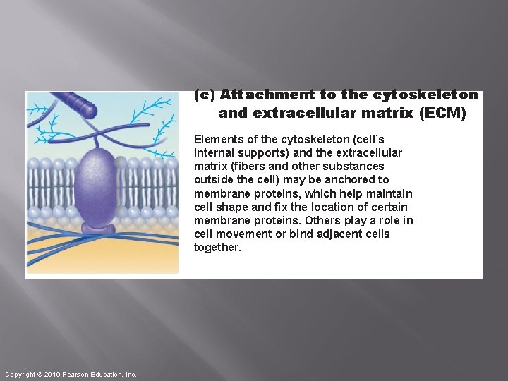 (c) Attachment to the cytoskeleton and extracellular matrix (ECM) Elements of the cytoskeleton (cell’s