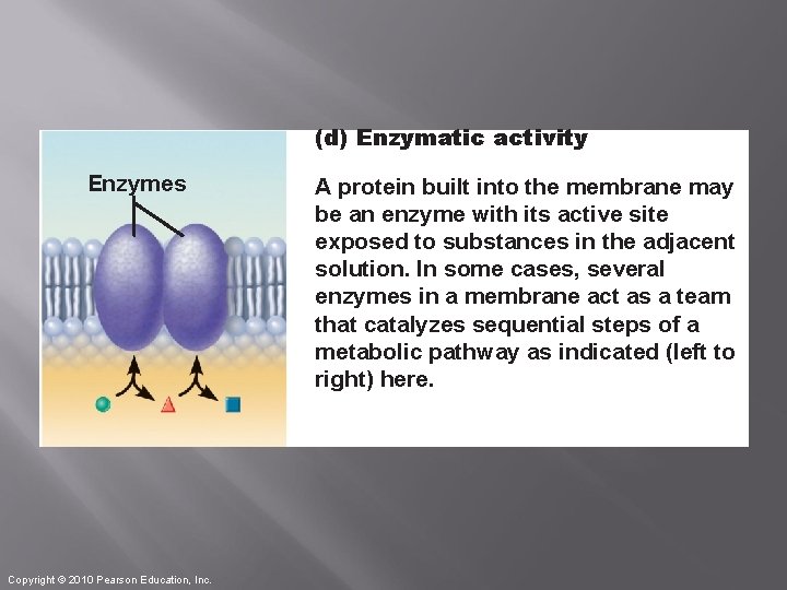 (d) Enzymatic activity Enzymes Copyright © 2010 Pearson Education, Inc. A protein built into