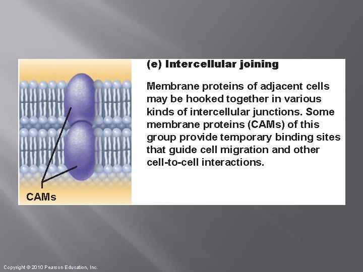 (e) Intercellular joining Membrane proteins of adjacent cells may be hooked together in various
