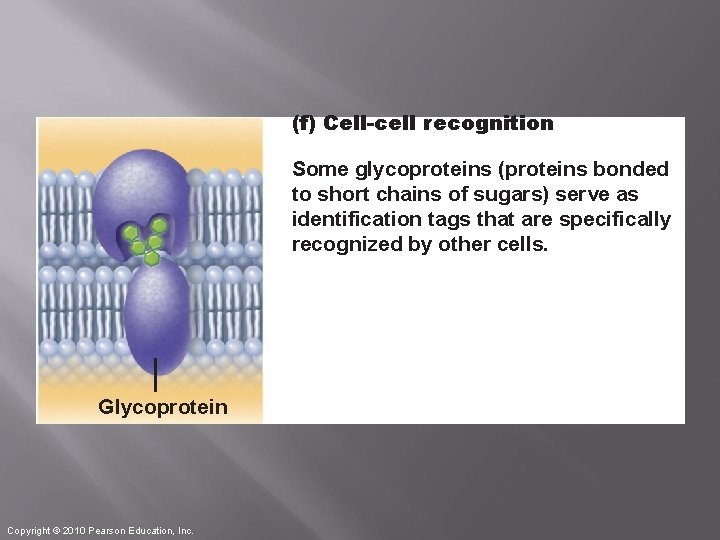 (f) Cell-cell recognition Some glycoproteins (proteins bonded to short chains of sugars) serve as
