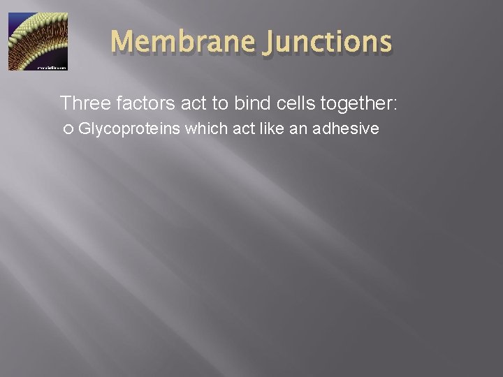 Membrane Junctions Three factors act to bind cells together: Glycoproteins which act like an