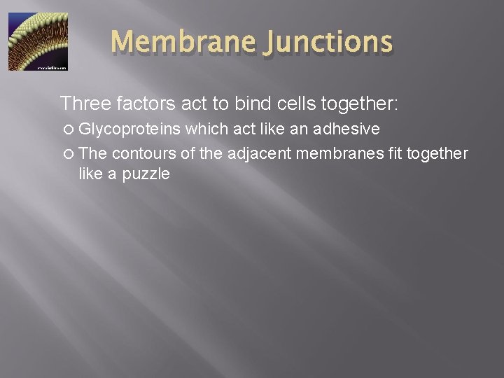 Membrane Junctions Three factors act to bind cells together: Glycoproteins which act like an