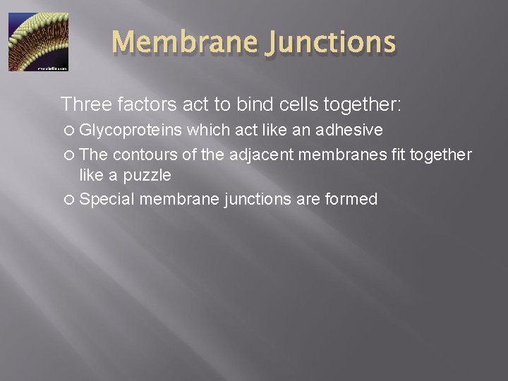Membrane Junctions Three factors act to bind cells together: Glycoproteins which act like an