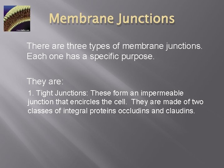 Membrane Junctions There are three types of membrane junctions. Each one has a specific