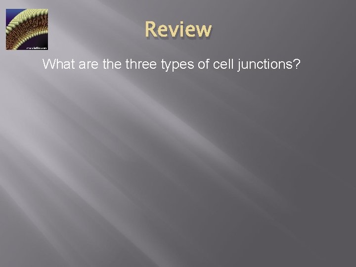 Review What are three types of cell junctions? 