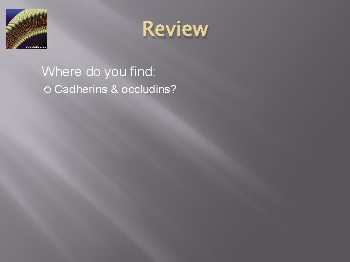 Review Where do you find: Cadherins & occludins? 