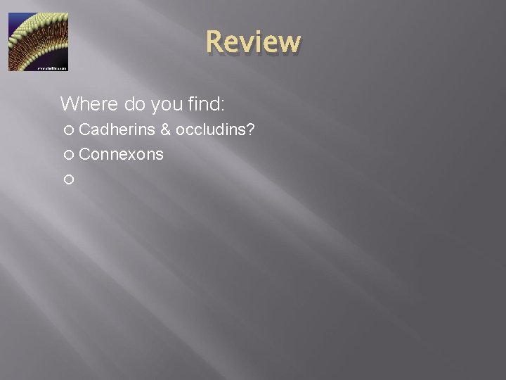 Review Where do you find: Cadherins & occludins? Connexons 