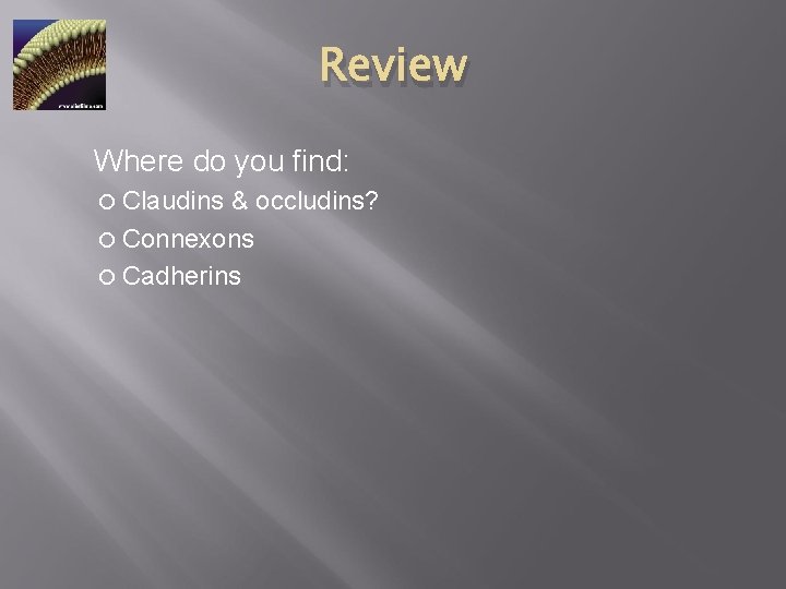 Review Where do you find: Claudins & occludins? Connexons Cadherins 