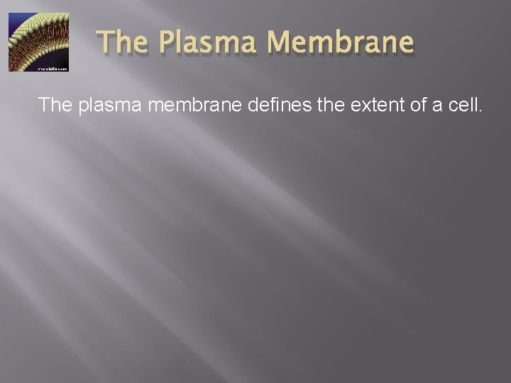 The Plasma Membrane The plasma membrane defines the extent of a cell. 