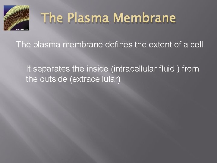The Plasma Membrane The plasma membrane defines the extent of a cell. It separates