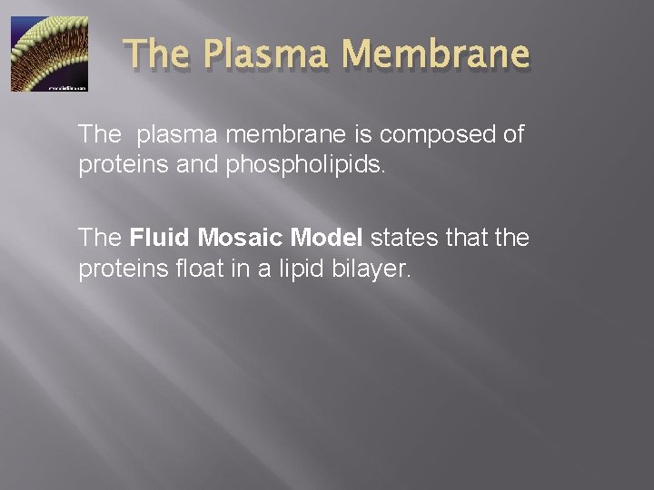 The Plasma Membrane The plasma membrane is composed of proteins and phospholipids. The Fluid
