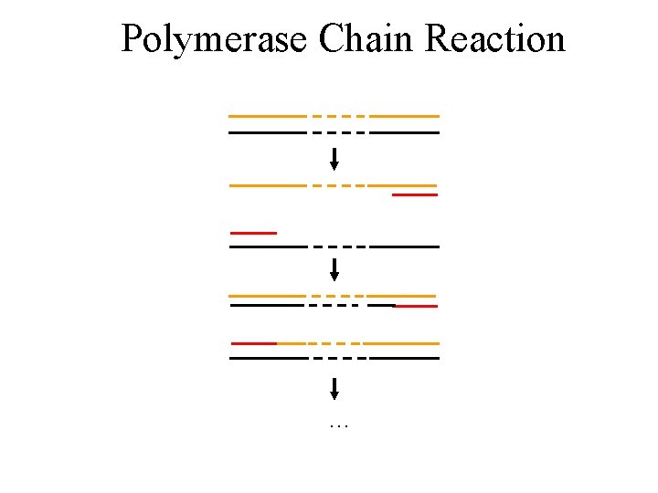 Polymerase Chain Reaction … 