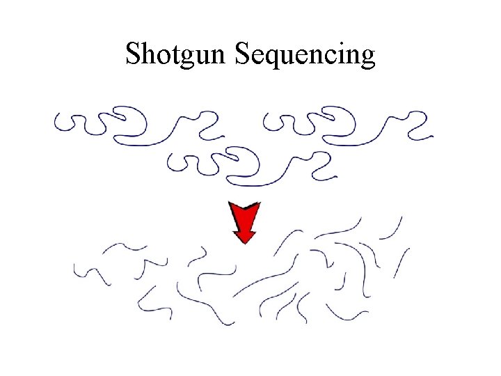 Shotgun Sequencing 