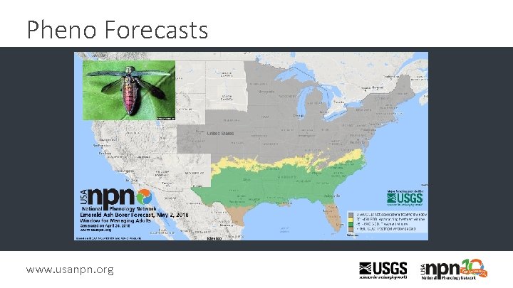 Pheno Forecasts www. usanpn. org 