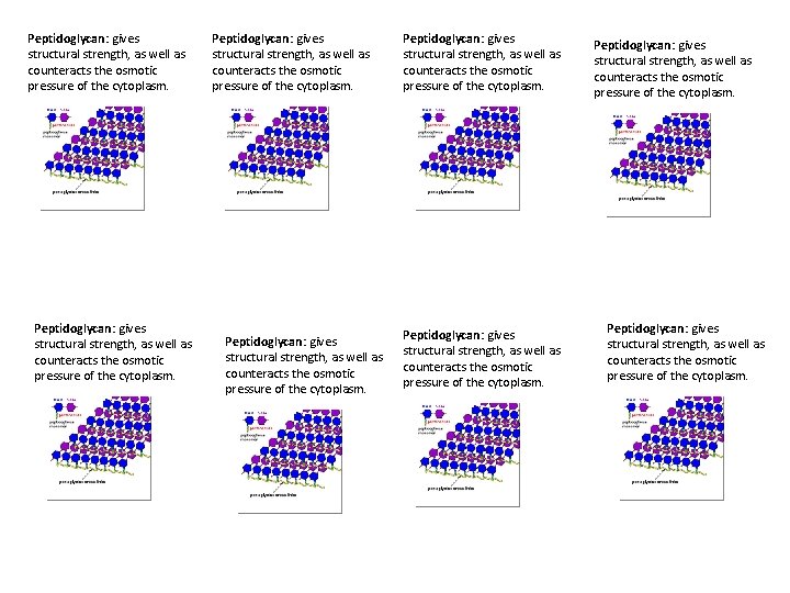 Peptidoglycan: gives structural strength, as well as counteracts the osmotic pressure of the cytoplasm.