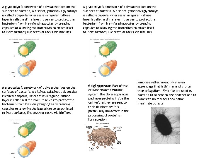 A glycocalyx is a network of polysaccharides on the surfaces of bacteria, A distinct,