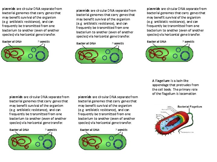 plasmids are circular DNA separate from bacterial genomes that carry genes that may benefit