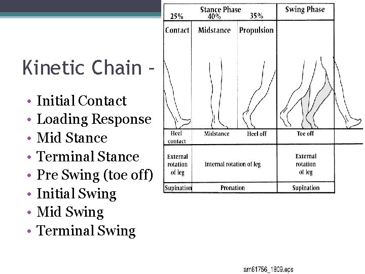 Kinetic Chain – Gait Cycle (528) • • Initial Contact Loading Response Mid Stance