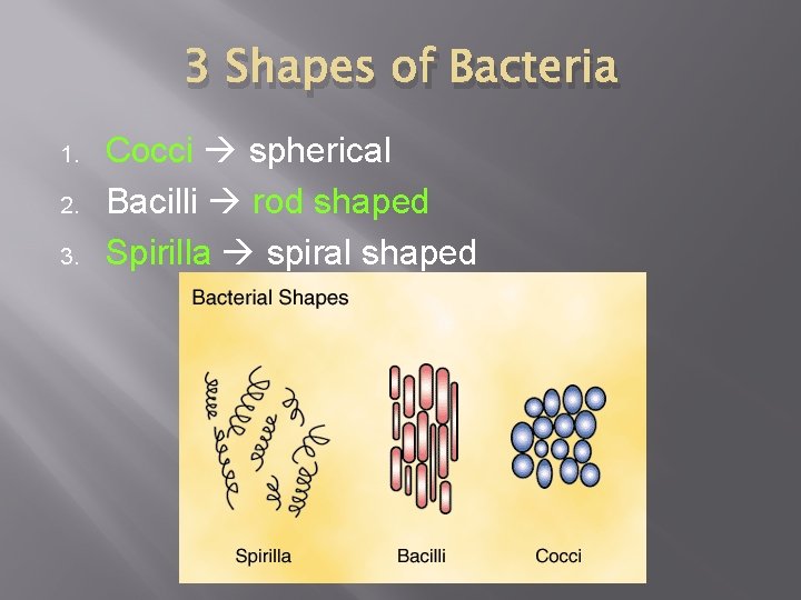 3 Shapes of Bacteria 1. 2. 3. Cocci spherical Bacilli rod shaped Spirilla spiral 3 Shapes of Bacteria 1. 2. 3. Cocci spherical Bacilli rod shaped Spirilla spiral