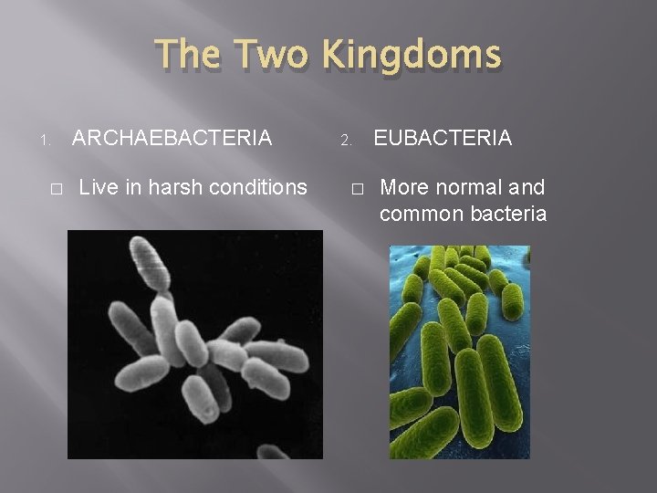 The Two Kingdoms 1. � ARCHAEBACTERIA Live in harsh conditions 2. � EUBACTERIA More The Two Kingdoms 1. � ARCHAEBACTERIA Live in harsh conditions 2. � EUBACTERIA More