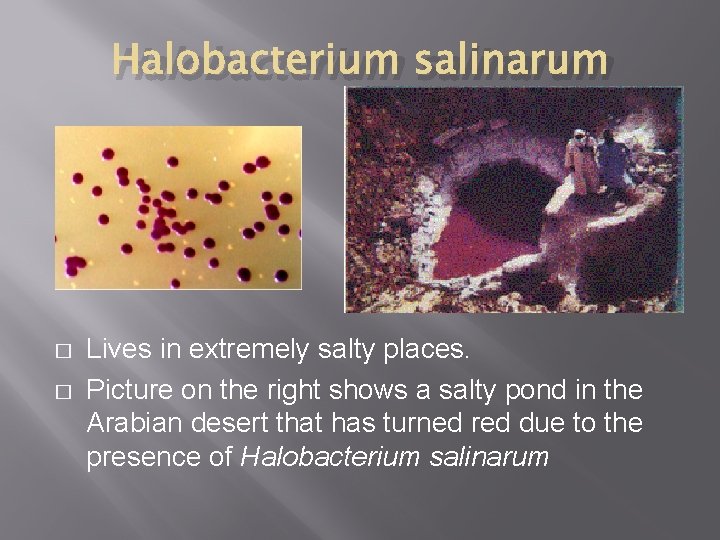 Halobacterium salinarum � � Lives in extremely salty places. Picture on the right shows