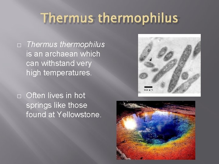 Thermus thermophilus � Thermus thermophilus is an archaean which can withstand very high temperatures. Thermus thermophilus � Thermus thermophilus is an archaean which can withstand very high temperatures.