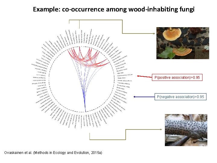 Example: co-occurrence among wood-inhabiting fungi P(positive association)>0. 95 P(negative association)>0. 95 Ovaskainen et al.