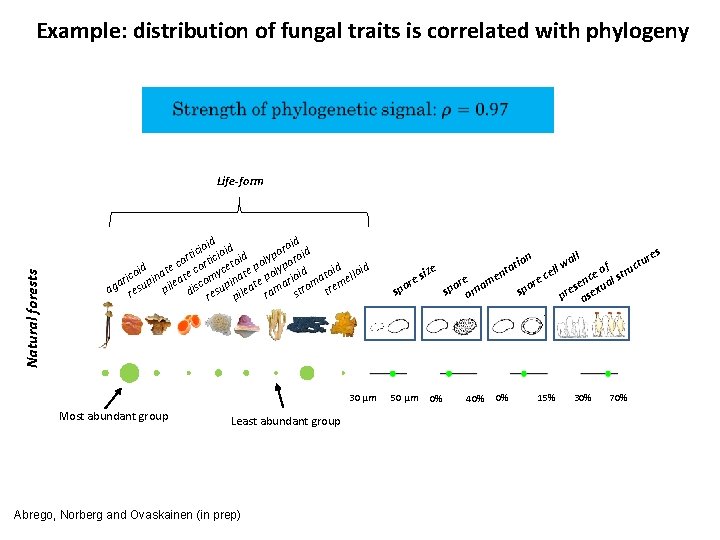 Example: distribution of fungal traits is correlated with phylogeny Natural forests Life-form d d