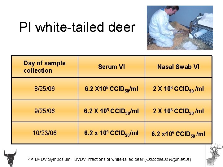 PI white-tailed deer Day of sample collection Serum VI Nasal Swab VI 8/25/06 6.