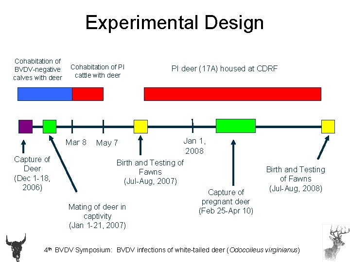 Experimental Design Cohabitation of BVDV-negative calves with deer Cohabitation of PI cattle with deer